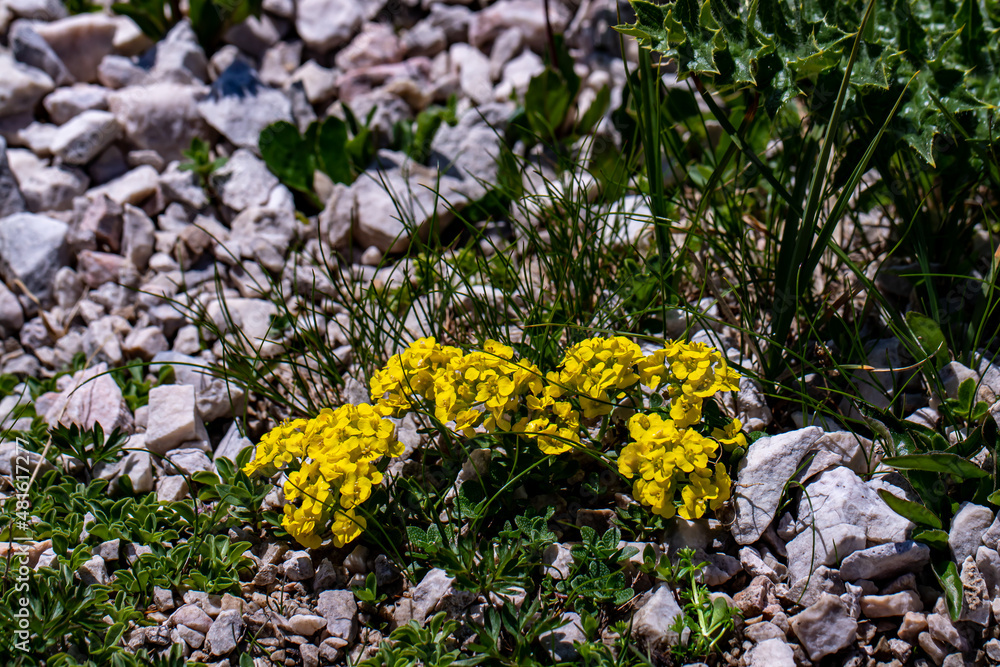 Obraz premium Alyssum ovirense flower growing in mountains, close up shoot 