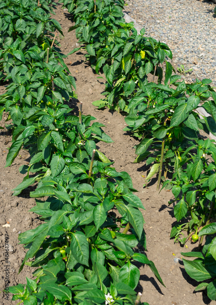 Obraz premium Bed with young bell pepper