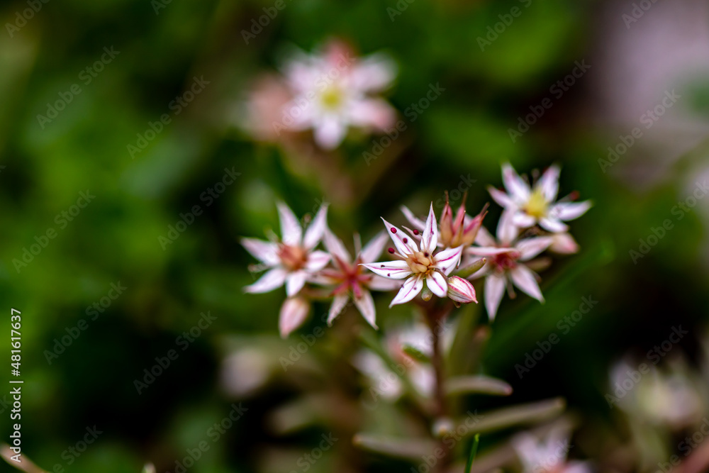 Saxifraga sedoides flower growing in forest Saxifraga sedoides flower growing in forest