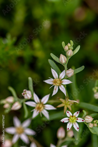 Saxifraga sedoides flower growing in forest, close up shoot	 photo