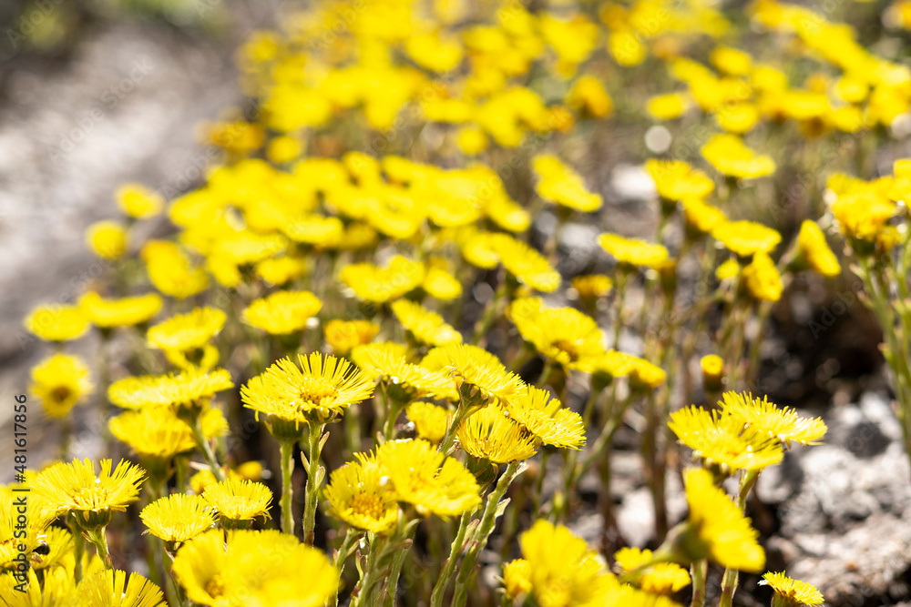 Obraz premium spring young yellow flowers mother and stepmother close-up, plant natural background with copy space, Tussilago farfara