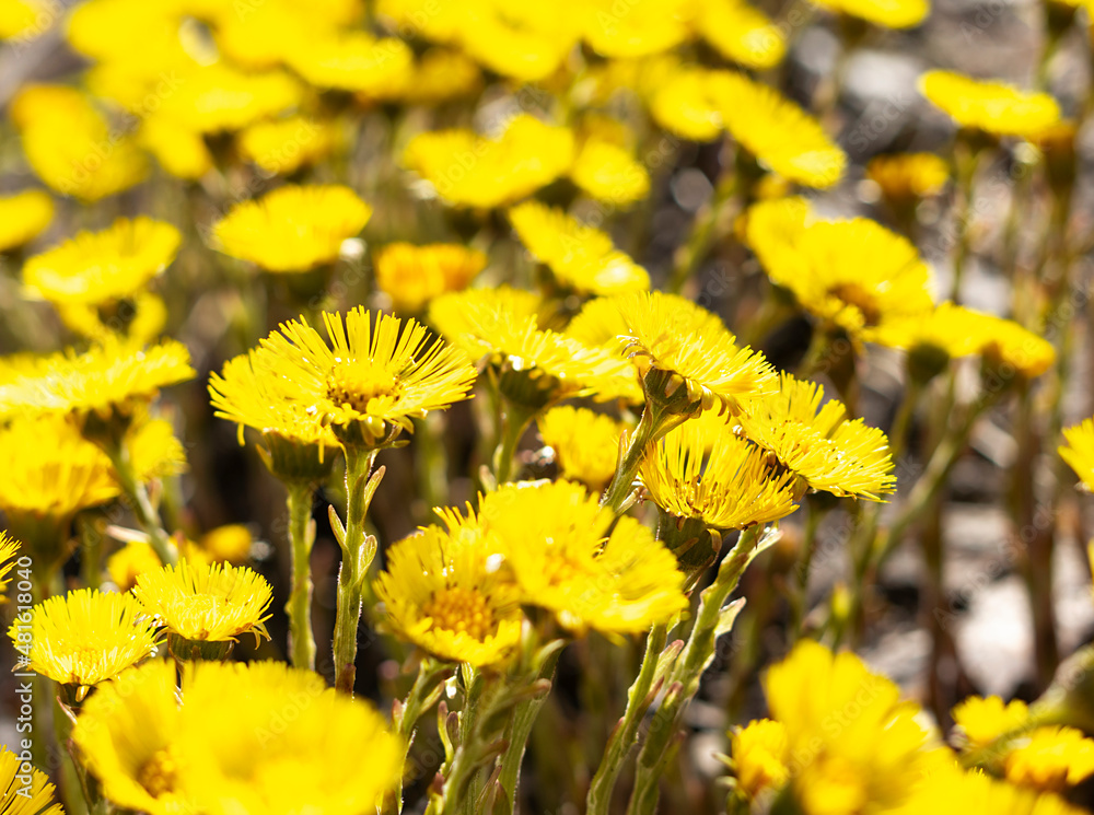 spring young yellow flowers mother and stepmother close-up, plant natural background with copy space, Tussilago farfara spring young yellow flowers mother and stepmother close-up, plant natural background with copy space, Tussilago farfara