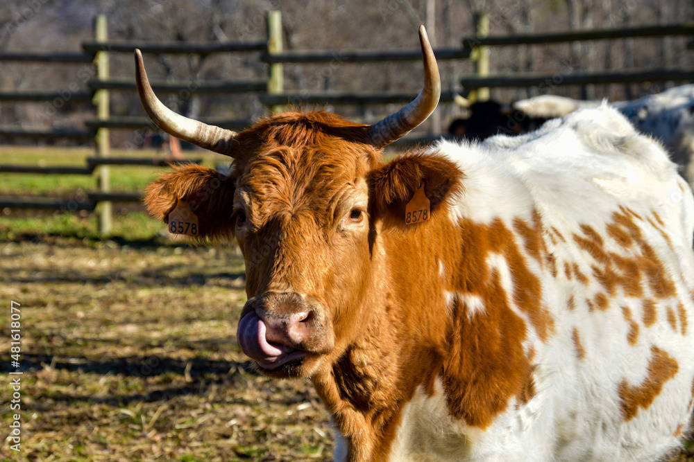 Head of brown and white calf in extensive livestock. Head of brown and white calf in extensive livestock.