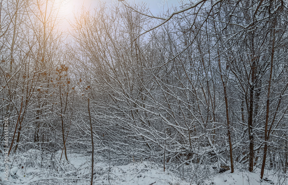Winter in the forest
Winter frosty day. Forest. Trees in the snow. Dim sun. Winter in the forest
Winter frosty day. Forest. Trees in the snow. Dim sun.