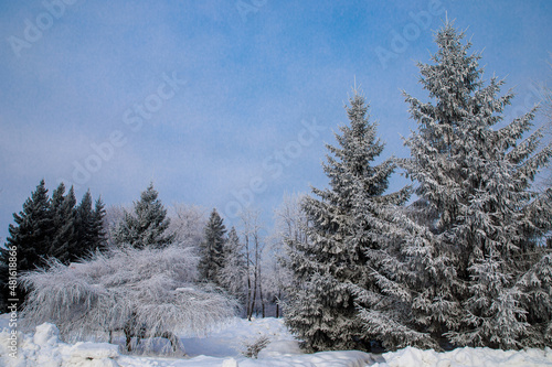 Winter in a spruce forest, spruces covered with white fluffy snow, blue sky. Selective focus. Copy space