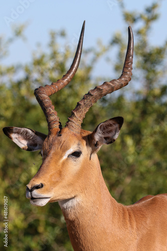 Impala Ram, Kruger National Park © Kim