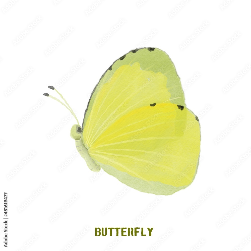 Watercolor yellow butterfly isolated on white background Stock ...