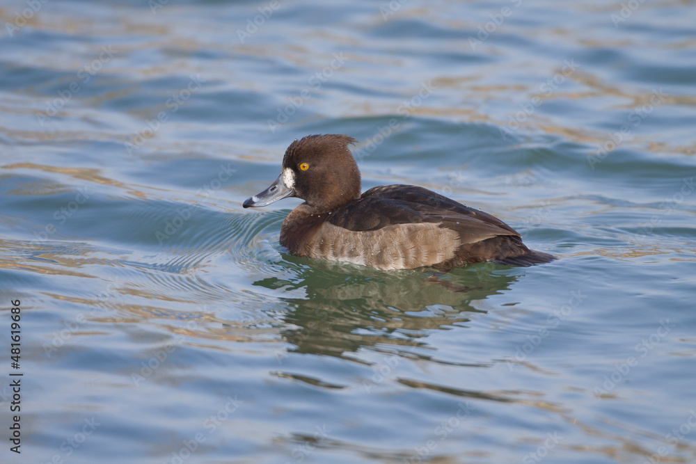 Reiherente (Aythya fuligula) Weibchen Reiherente (Aythya fuligula) Weibchen