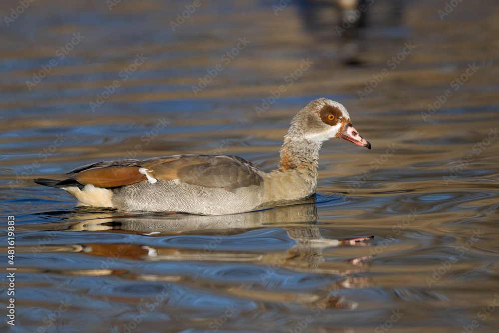 Fototapeta premium Nilgans (Alopochen aegyptiacus)