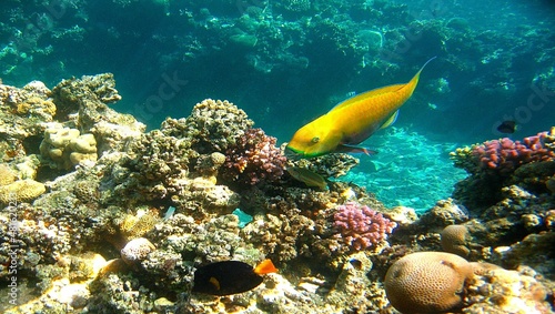 On the sunny reefs of the Red Sea, Filmed while diving off the coast of Egypt, while traveling in the Middle East. Underwater photography, fish, coral reefs, sun glare