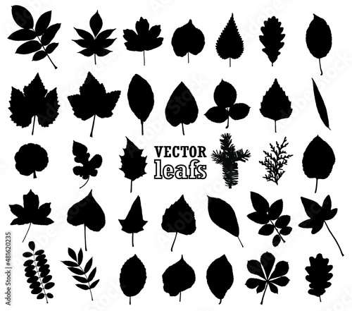 silhouette leaf set/ vector illustration