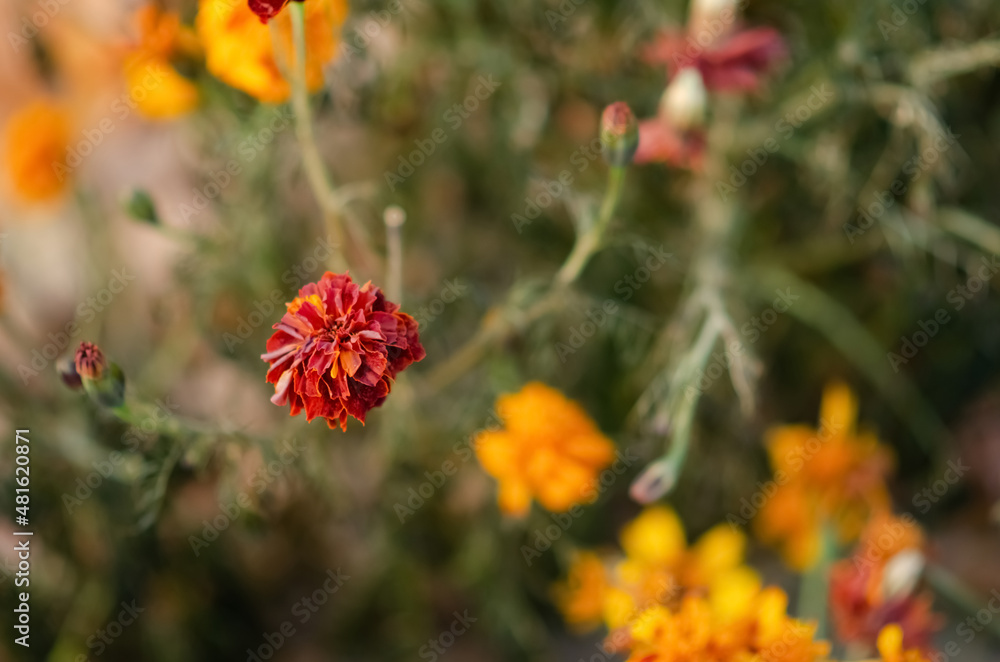 Top view Marigolds with dry stems on blurred Natural background with copy space. Orange and burgundy petals of Tagetes grow on lawn. The concept of fluidity of life. Top view Marigolds with dry stems on blurred Natural background with copy space. Orange and burgundy petals of Tagetes grow on lawn. The concept of fluidity of life.