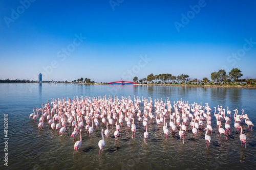 Flamingos seen at the Cakalburnu lagoon of Izmir City Forest Inciralti. photo