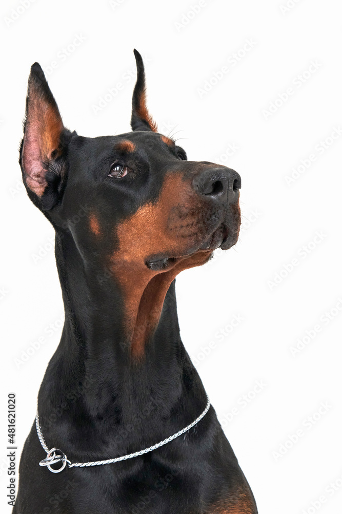 Doberman muzzle with intelligent eyes close-up. White background. Doberman muzzle with intelligent eyes close-up. White background.