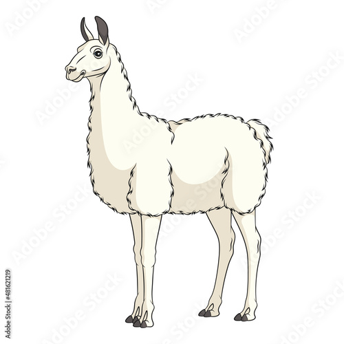 Color illustration with white llama  alpaca. Isolated vector object on a white background.