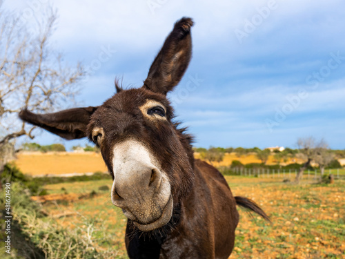 Donkey in Majorca, Mallorca, Balearic Islands, Spain © ladistock
