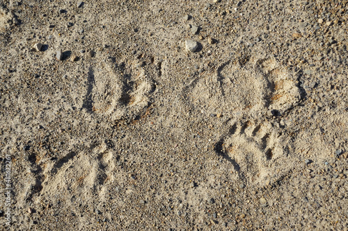 Bear footprints on the ground