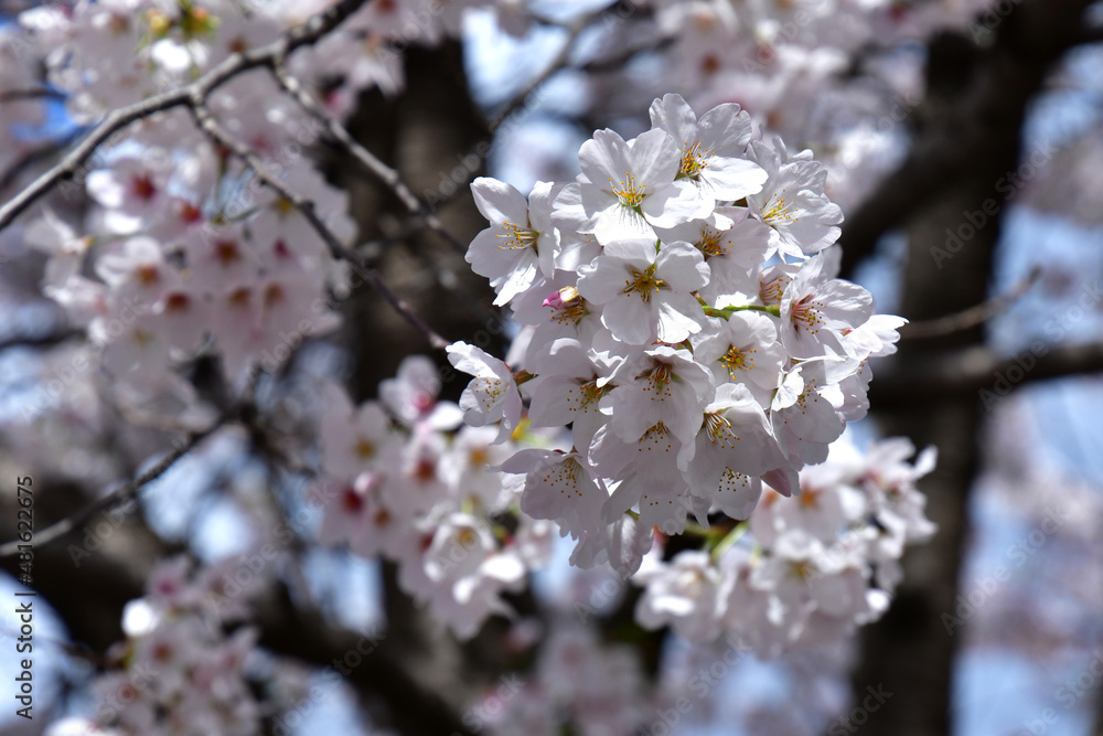 Obraz premium 벚꽃