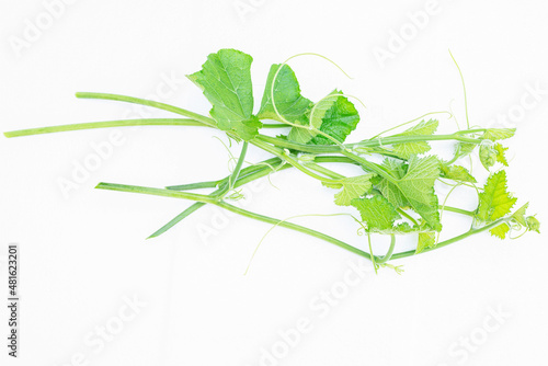 close up of pumpkin vine plant isolated on white