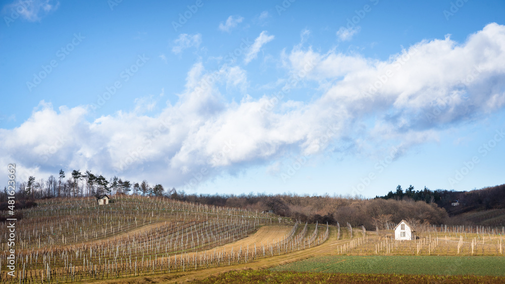  Vineyards during autumn at Northern Burgenland, Austria
