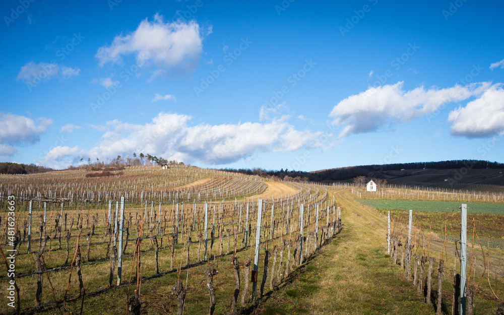 Landscape with winter vineyard in Burgenland