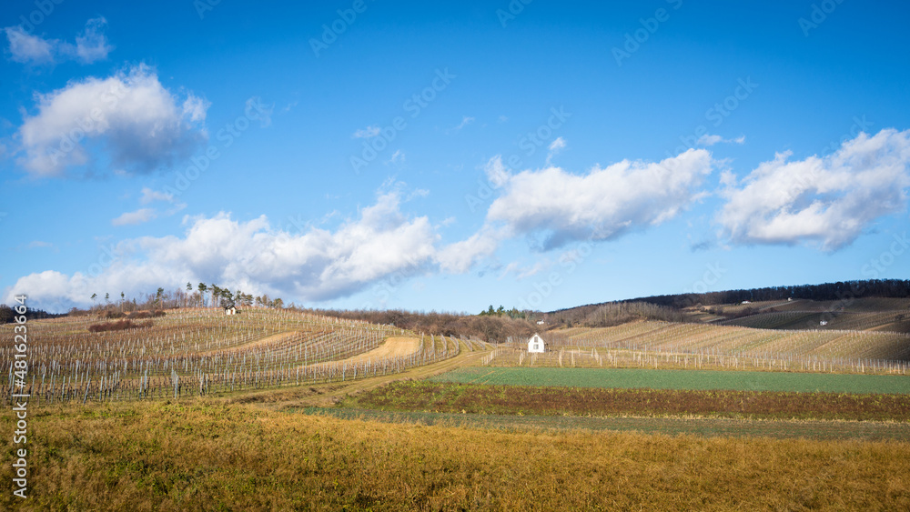  Vineyards during autumn at Northern Burgenland, Austria