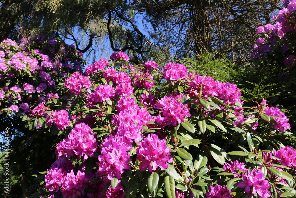 Blühender Rhododendron