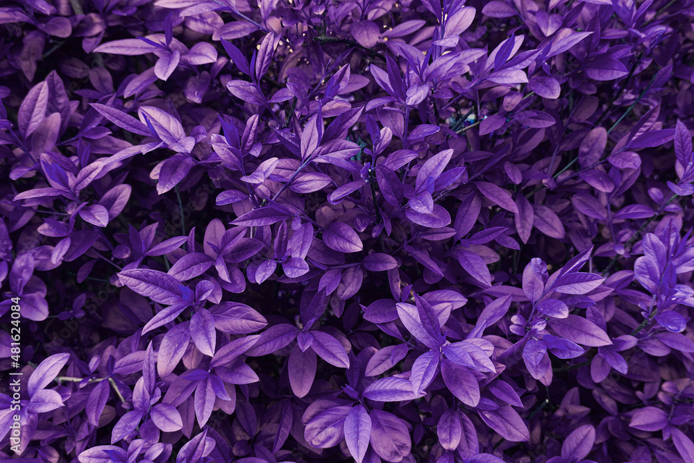 Purple leaves background. Natural texture wallpaper. Very peri color.
