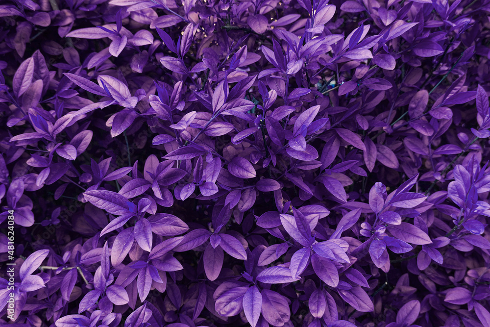 Purple leaves background. Natural texture wallpaper. Very peri color. Purple leaves background. Natural texture wallpaper. Very peri color.