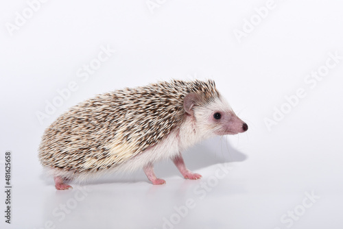 A beautiful cute hedgehog of African breed prickly with spikes on a white background in the studio