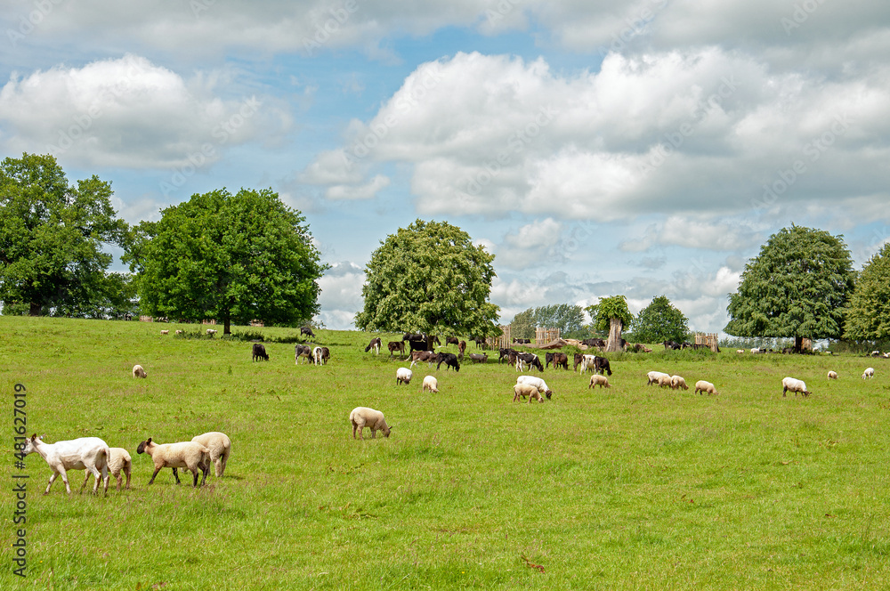 Summertime trees and fields in the countryside.