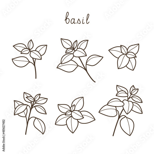 Branch of basil. Contour vector illustration.