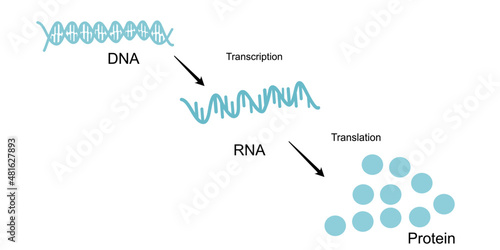 The Central Dogma of molecular biology