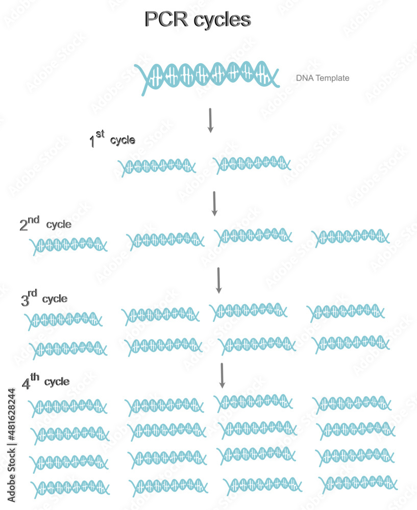 The copy number of DNA template each amplification cycle for Polymerase Chain reaction (PCR)