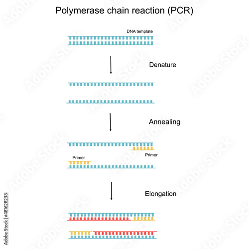 The Polymerase Chain Reaction (PCR) step to Detect the target DNA