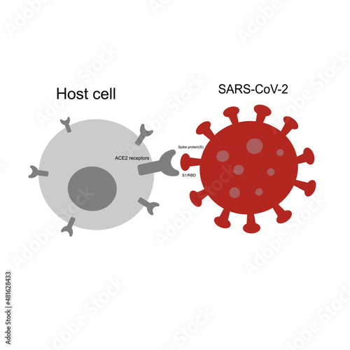 The ACE2 receptors of Host cell are specific bound with Spike protein on S1 RBD region of SARS-CoV-2 or Novel coronavirus (COVID-19).