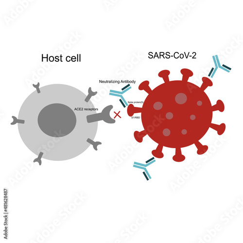 The specific binding between ACE2 receptors of host cells and spike protein of SAR-COV-2 are inhibit by neutralizing antibodies at S1 RBD region.