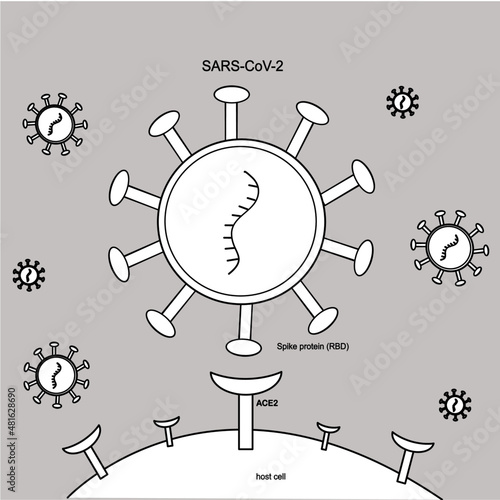 The Black and white tone of COVID-19 or SARS-CoV-2 : Spike Protein (RBD) Specific bind to ACE2 receptor of Human cells.
