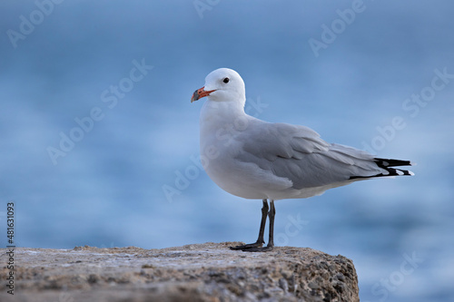 Audouin's gull (Ichthyaetus audouinii) perched on a rock along the coast