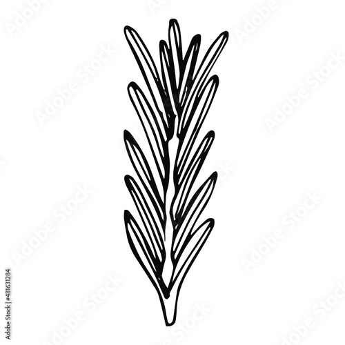 Rosemary vector illustration  hand drawing sketch