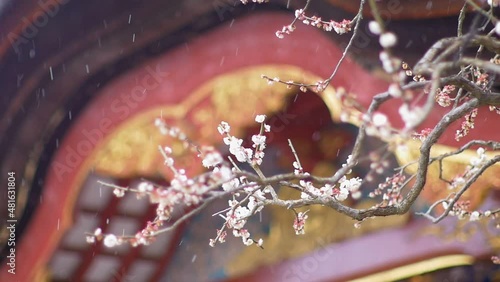 太宰府天満宮の梅の花に降る雪。日本の冬の雪景色。初春
