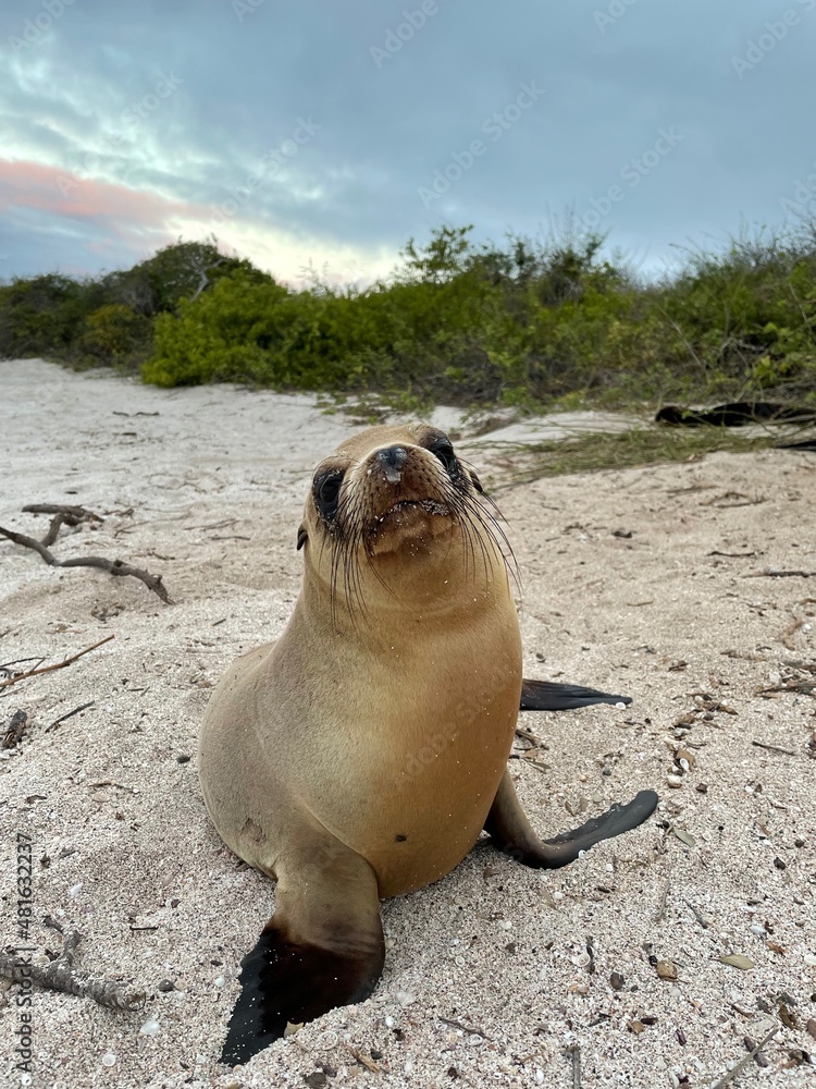 Fototapeta premium baby sea lion on the beach