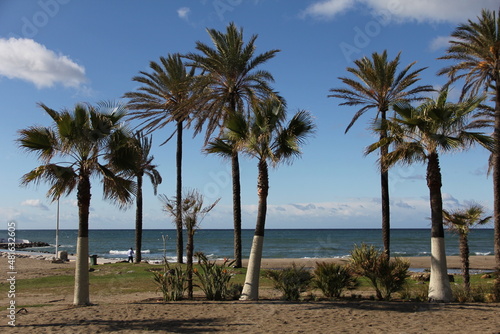 palm trees on the beach © Kati