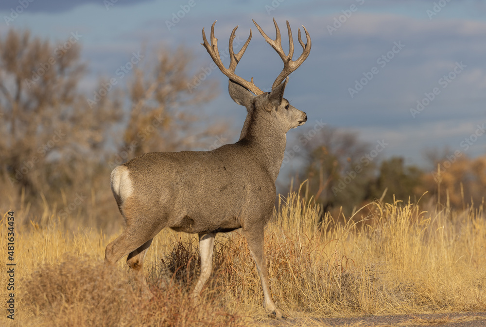 Buck Mule Deer in Autumn in Colorado Buck Mule Deer in Autumn in Colorado