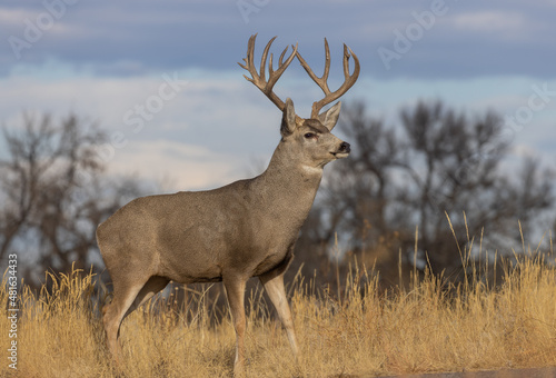 Buck Mule Deer in Autumn in Colorado