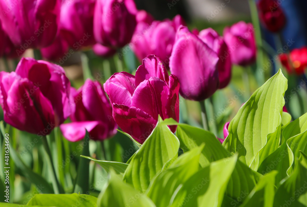 Closeup of pink tulips flowers with green leaves with selective focus. Beautiful spring blossom under sunlight in the garden Closeup of pink tulips flowers with green leaves with selective focus. Beautiful spring blossom under sunlight in the garden