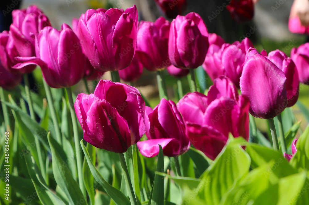 Closeup of pink tulips flowers with green leaves with selective focus. Beautiful spring blossom under sunlight in the garden