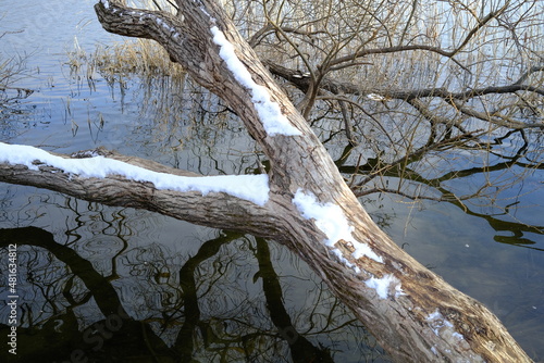 old wood on the lake