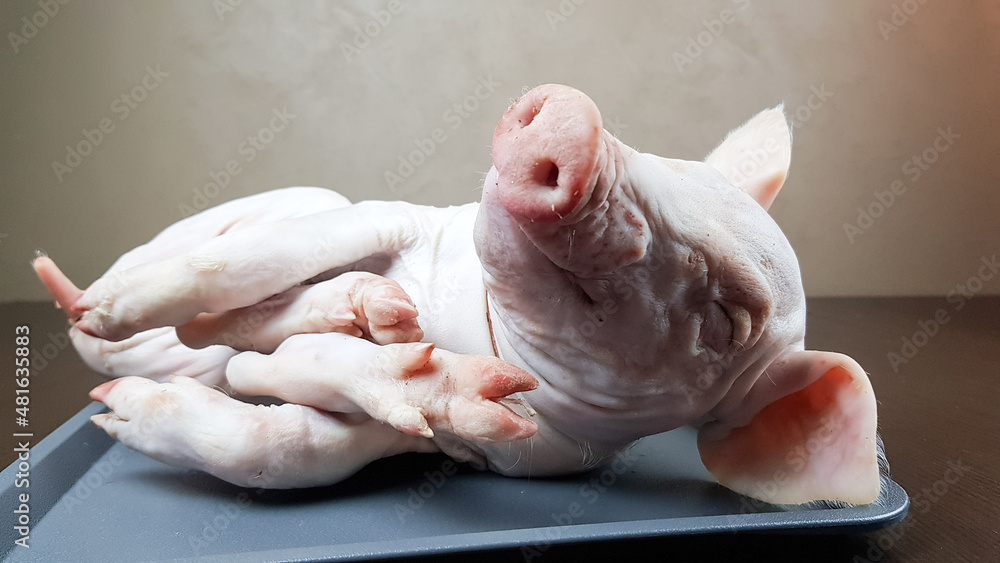 the carcass of a small dairy fresh piglet lies on the Protvin. preparation of an exquisite festive pork dish the carcass of a small dairy fresh piglet lies on the Protvin. preparation of an exquisite festive pork dish