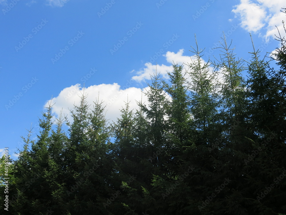 tops of young fir trees against the blue sky